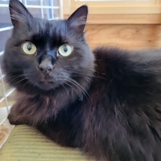 保護猫カフェ&リサイクルショップの運営を任せられる方の画像