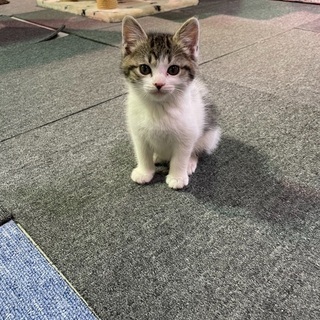保護猫カフェ&リサイクルショップの運営を任せられる方の画像