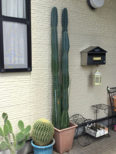観葉植物　　柱サボテン　3柱　　幅31　　奥行31　　高さ188　 （ｃｍ）　サボテン　植物　花