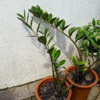 植物1鉢