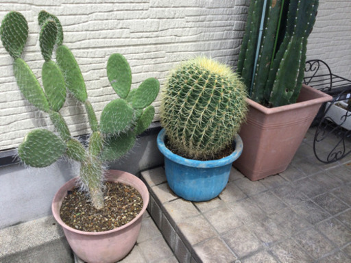 観葉植物　　玉サボテン　　幅30　　奥行30　　高さ48　 （ｃｍ）　サボテン　植物　トゲ