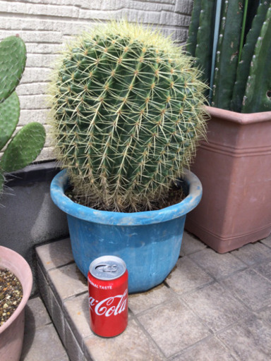 観葉植物　　玉サボテン　　幅30　　奥行30　　高さ48　 （ｃｍ）　サボテン　植物　トゲ　
