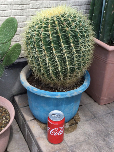 観葉植物　　玉サボテン　　幅30　　奥行30　　高さ48　 （ｃｍ）　サボテン　植物　トゲ　