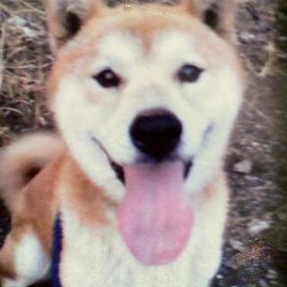 ありがとうございました【藤沢市宮原】犬を探しています