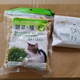 猫草の種