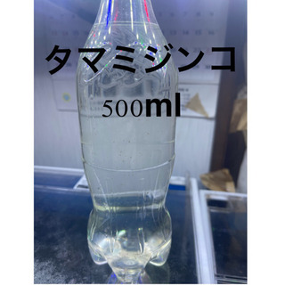 タマミジンコ   メダカの餌   