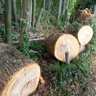 木の画像