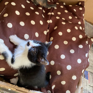 子猫6匹♡里親募集中