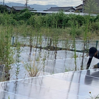 太陽光発電所の草刈り(鎌での手作業)