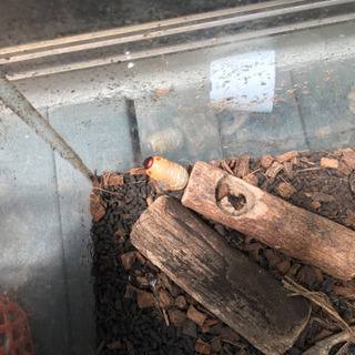 カブトムシの幼虫