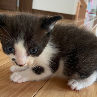 生後1ヶ月の仔猫🍀お問い合わせどうも有難うございました😌お陰さま...