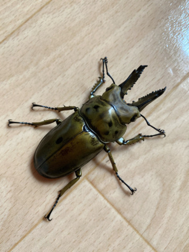 ババオウゴンオニクワガタ♂