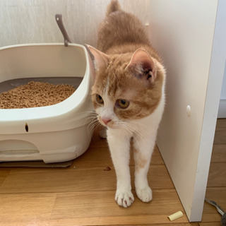 スコティッシュ茶白