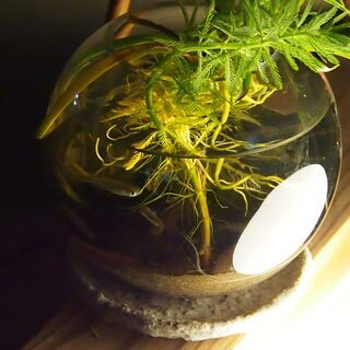 固有種　メダカ＋ヌマエビ＋どじょう　セット　ガラス球体アクアリウ...