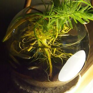 固有種　メダカ＋ヌマエビ＋どじょう　セット　ガラス球体アクアリウムセットの画像