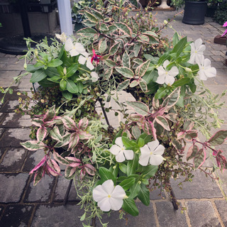 寄せ植えレッスン