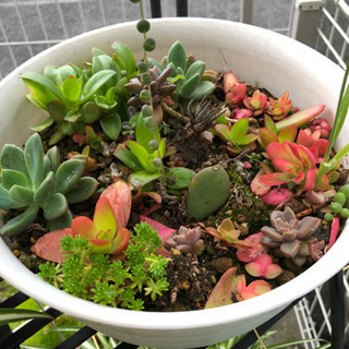 多肉植物の画像