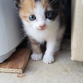 里親募集 子猫、親猫