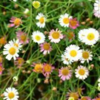 （一旦中止）エリゲロン（源平小菊）抜き苗