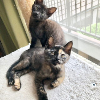 子猫二匹の里親さん募集