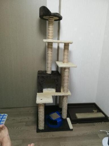 お引き取り者決定  猫キャットタワー