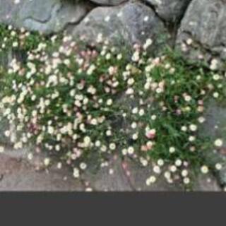 （一旦中止）エリゲロン（源平小菊）抜き苗の画像