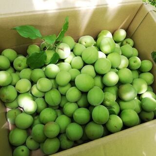 南高梅Lサイズ　500円