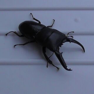 ツシマヒラタクワガタ　ペア（最終）の画像