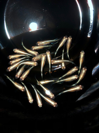 上物　龍の瞳メダカ　若魚　現物出品