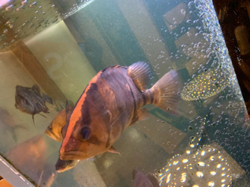 ダトニオプラスワン　30±