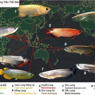 大型魚 古代魚 熱帯魚 譲ってください