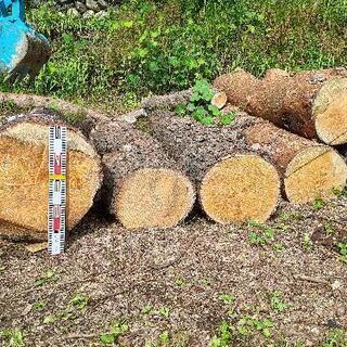 松　丸太　　100kg　1000円の画像