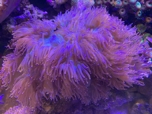 サンゴの譲ります。