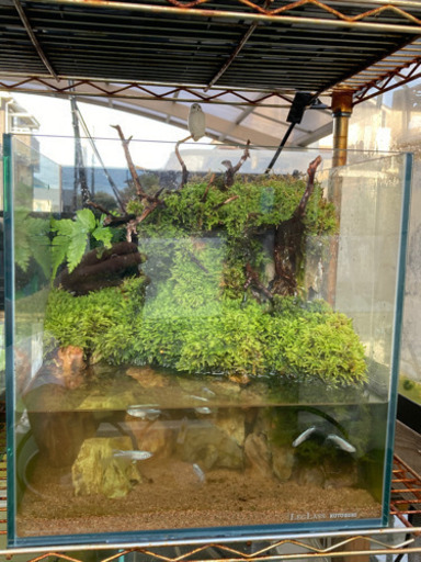 メダカ飼育にオススメ！！コケリウム・テラリウム完成品