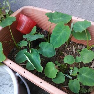 苗　里芋の苗になります 家庭菜園　畑　農業