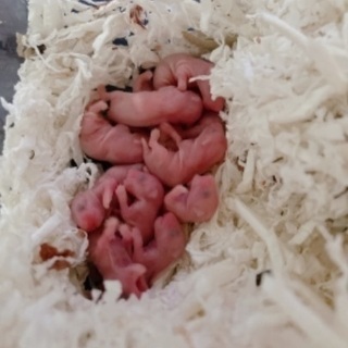 キンクマハムスターの子ども　里親募集