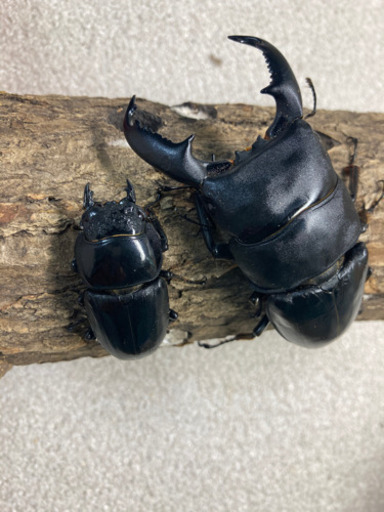 パラワンオオヒラタ　ペア