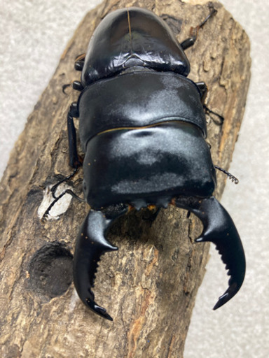 パラワンオオヒラタ　ペア
