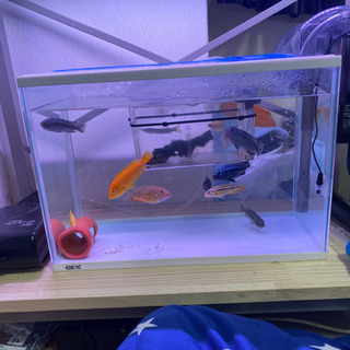 熱帯魚　（生体）