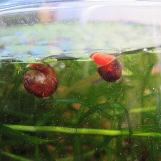【レッドラムズホーン🐚】あなたの水槽にど～ですか？