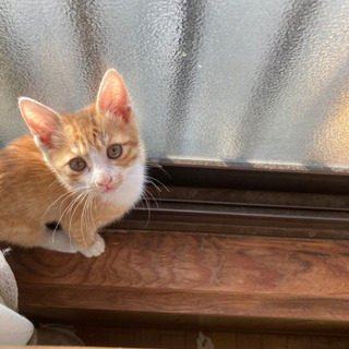 チャトラ　なかなかの天使💓　素敵な飼い主さんに巡り会えました！問...