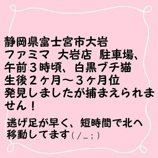 保護困難な子猫／白黒ブチ／生後３ヶ月位／姿を見た方・鳴き声を聞い...