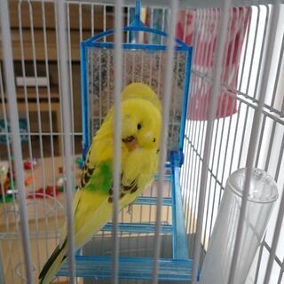 セキセイインコを探しています。