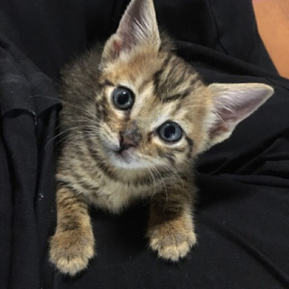 アメショー雑種のモヒちゃん
