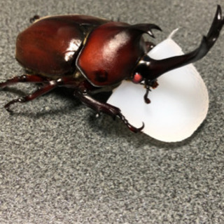 阿古谷ピンクアイ　カブト虫ペア
