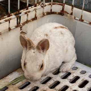 🐇うさぎ