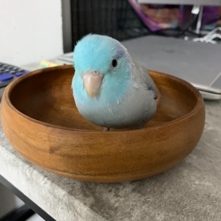 迷子インコ探してます