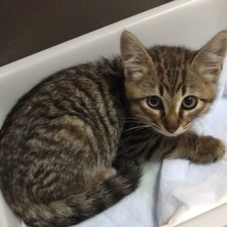 【里親さん決まりました】推定2〜3ヶ月　キジトラ♂