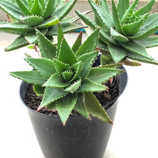 🔴観葉植物❣️多肉植物、鬼アロエ
