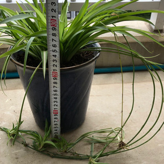 🔴観葉植物❣️折り鶴ラン　大　①  子株付き